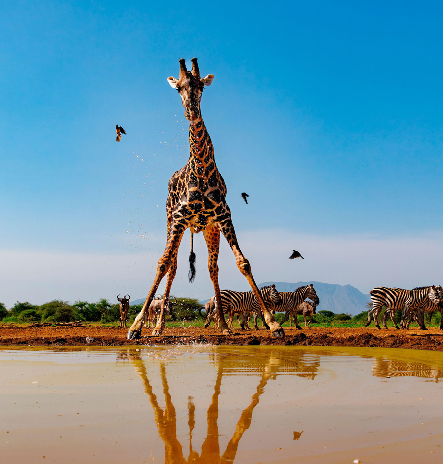 Masai giraffe (Giraffa camelopardalis tippelskirchi) drinking from a waterhole with zebras, Shompole wilderness, Shompole Community, Kenya, East Africa.