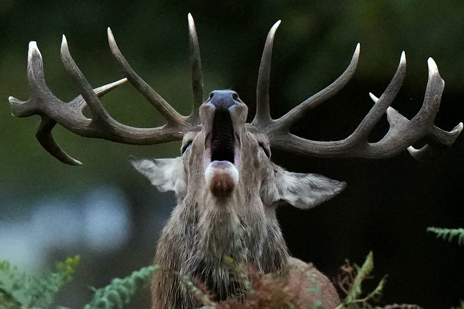 A stag bellows during the rutting season in Bushy Park, London