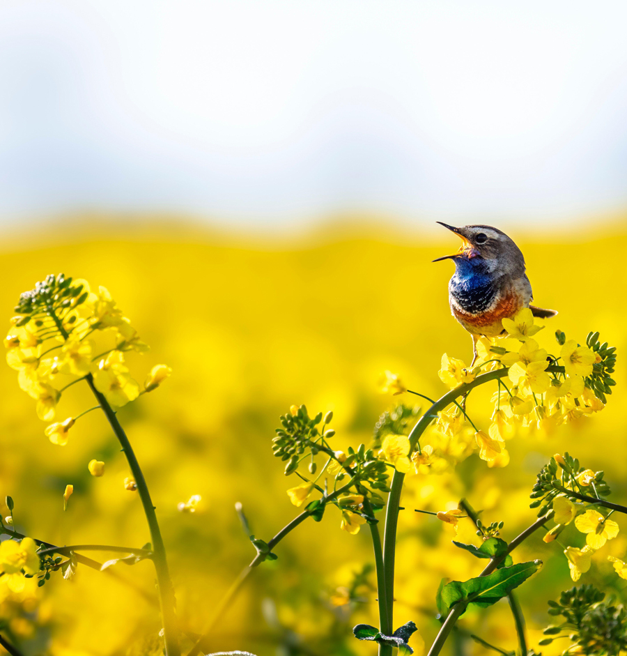 Bluethroat (Luscinia svecica) male in a rapeseed field in spring, Pas-de-Calais, France