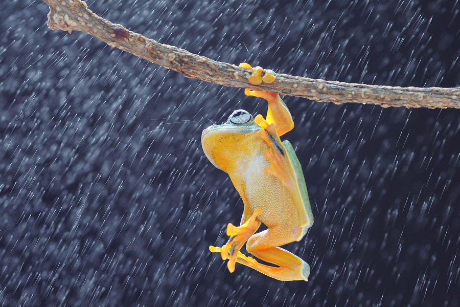 Ein Laubfrosch, der im Regen an einem Ast hängt, Indonesien