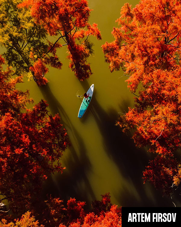 Taxodium trees in autumn with traveller on stand up paddle board at the lake. Aerial view