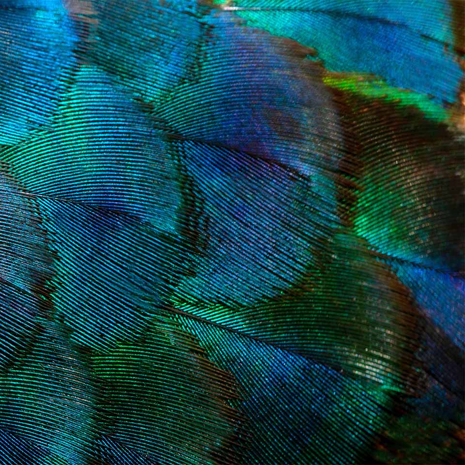 Pavoni in primo piano, dettagli colorati e bellissime piume di pavone. Fotografia macro.