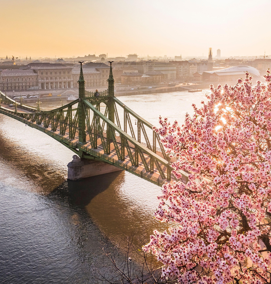 La magnifica fioritura del mandorlo della collina Gellért in una soleggiata mattina primaverile con il Ponte della Libertà sullo sfondo, Budapest, Ungheria