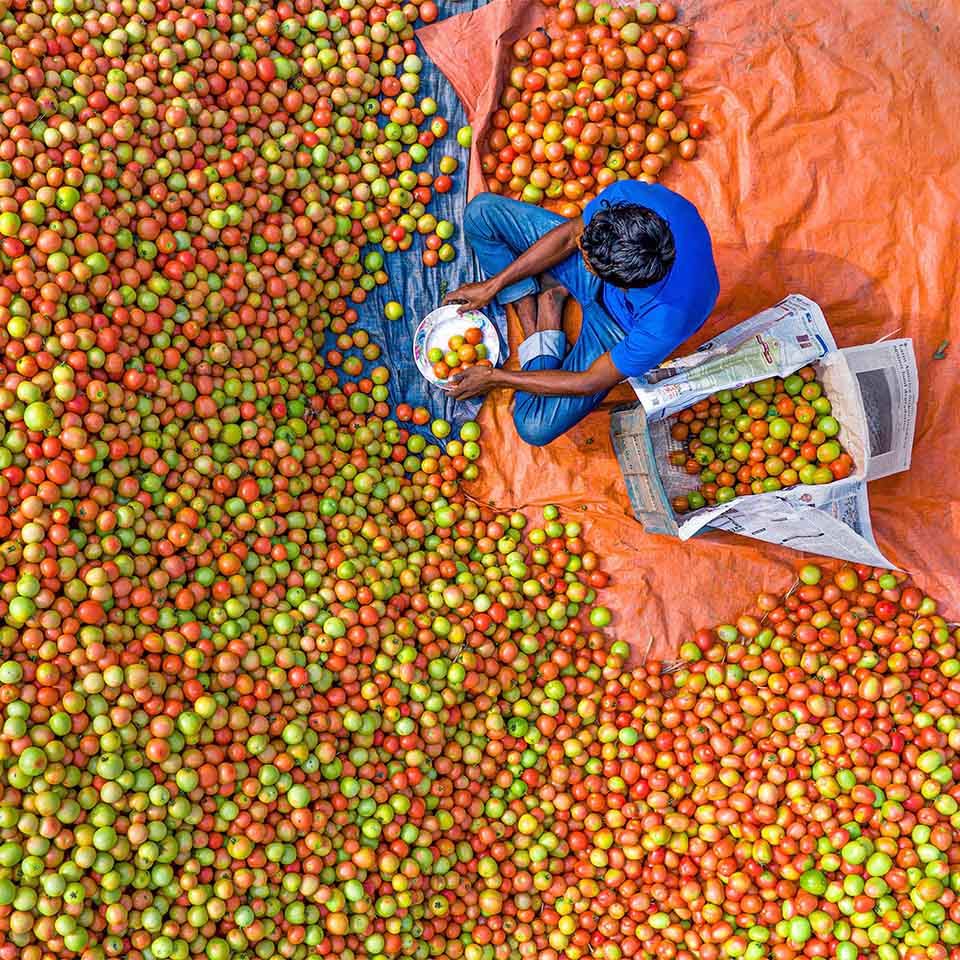 Bauern sortieren und verpacken frische rohe rote Tomaten zum Verkauf.