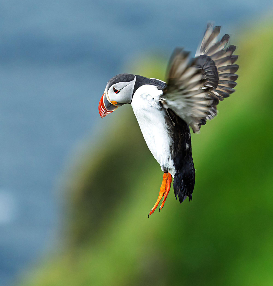 The Atlantic puffin (Fratercula arctica) is gracefully flying above the sea and vibrant green cliff