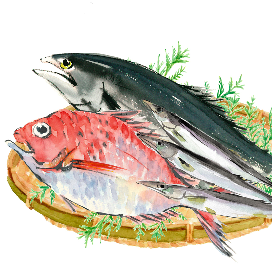 Illustration of bonito, sea bream and barracuda on a colander painted with watercolours white background