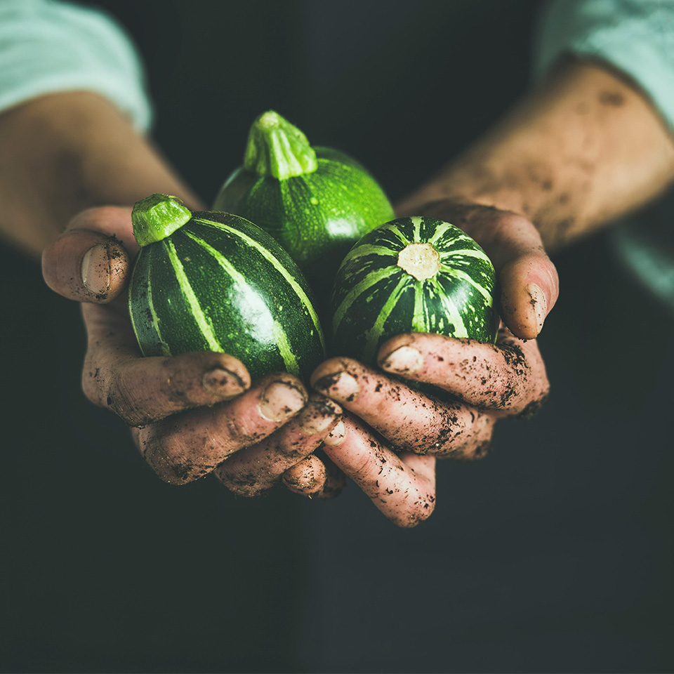 J525M2 - Un homme en tablier noir, tenant des courgettes vertes rondes de saison dans les mains, marché de produits locaux. Concept de jardinage, agriculture et aliments naturels