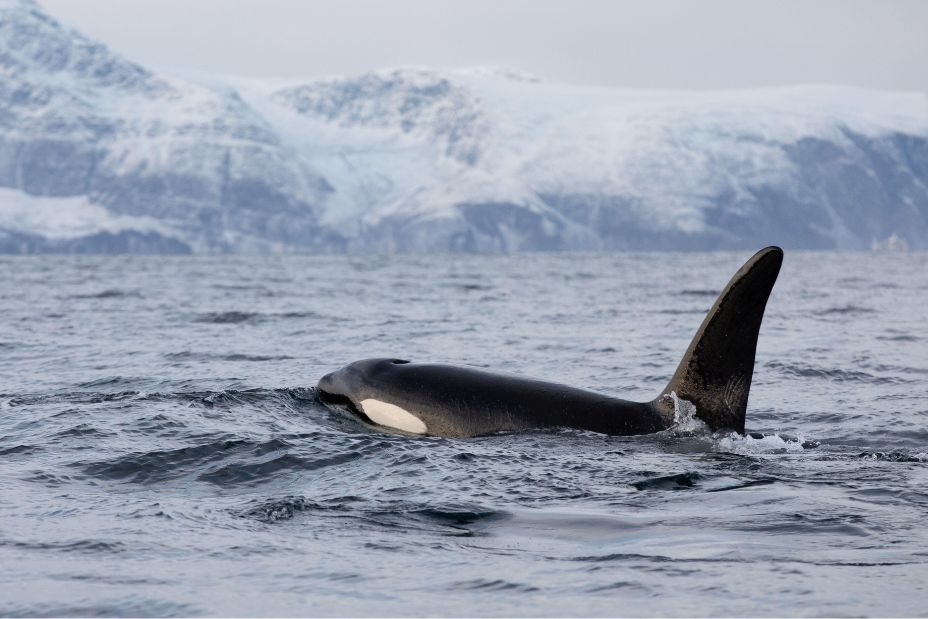 Orca (killer whale) swimming in the cold waters on Tromso, Norway. - Image ID: 2TBJK2X (RF)