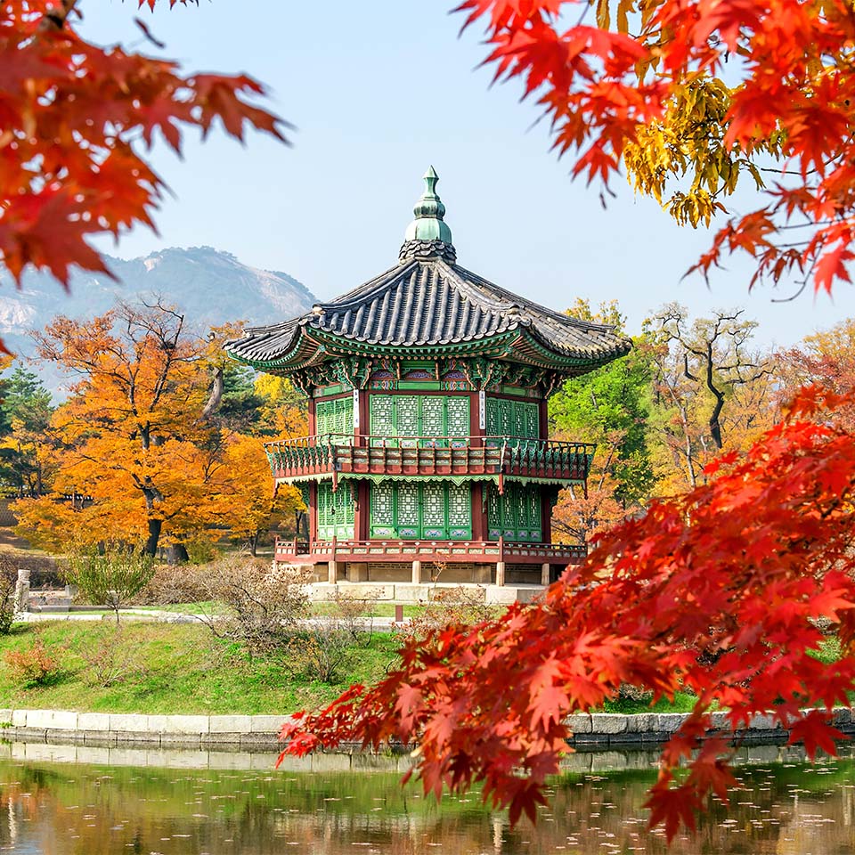  JWBP0R – Gyeongbokgung und Ahornbaum im Herbst in Korea