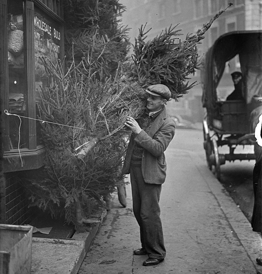 Hundreds of Christmas trees and now being distributed at Covent Garden to satisfy the demands of the London market. 8 December 1937