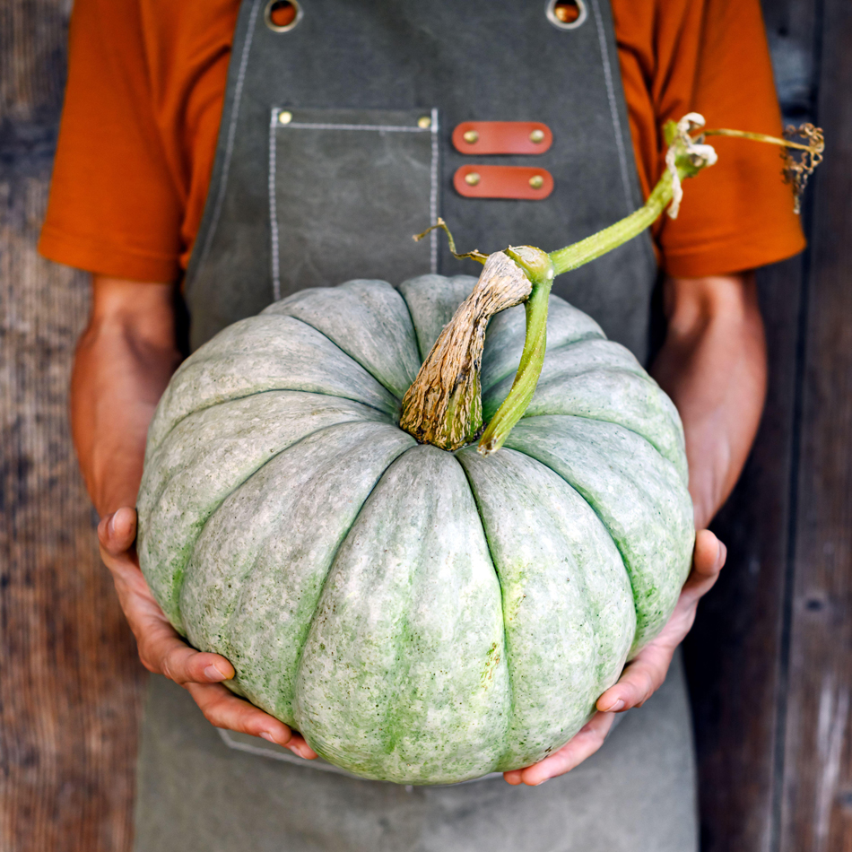 Gros plan d'un fermier avec une grosse citrouille verte sur ses mains