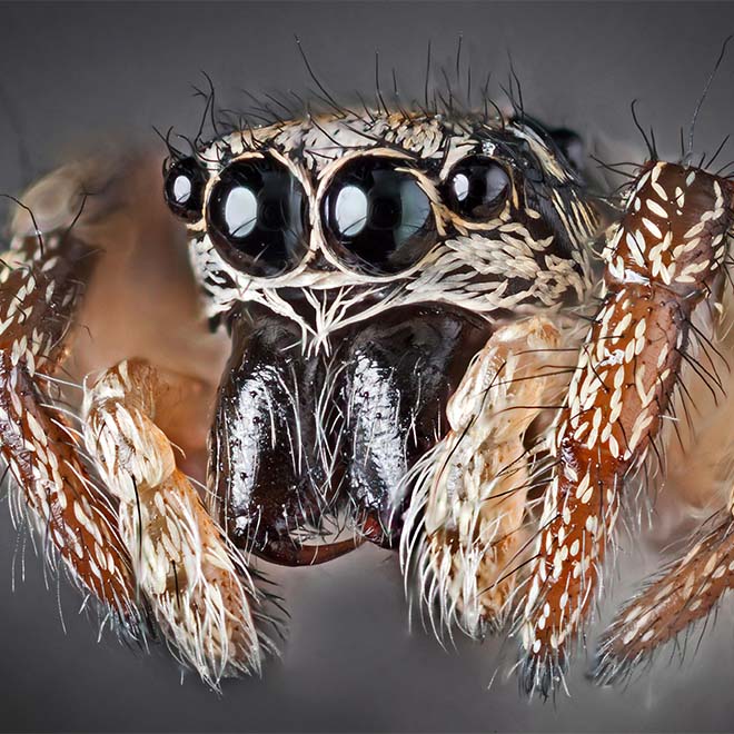 Zebra back spider (Salticus scenicus) high macro view showing eyes, fangs