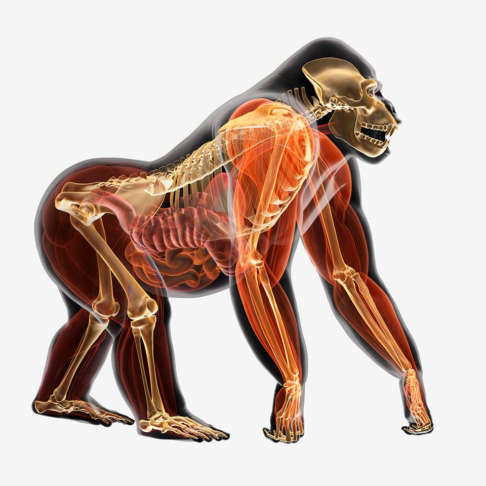 Illustration, anatomie du gorille (Gorilla gorilla).
