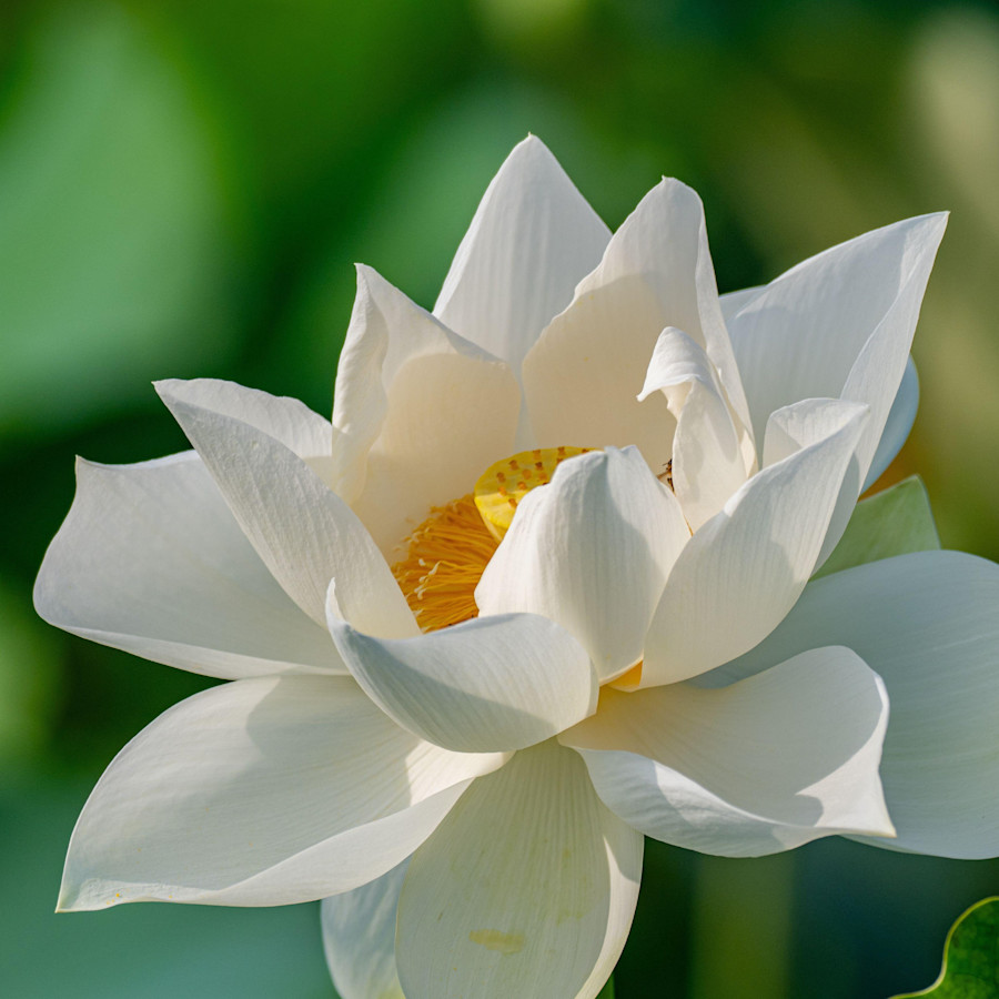 Wunderschöner weißer Lotus und Lotusbaum