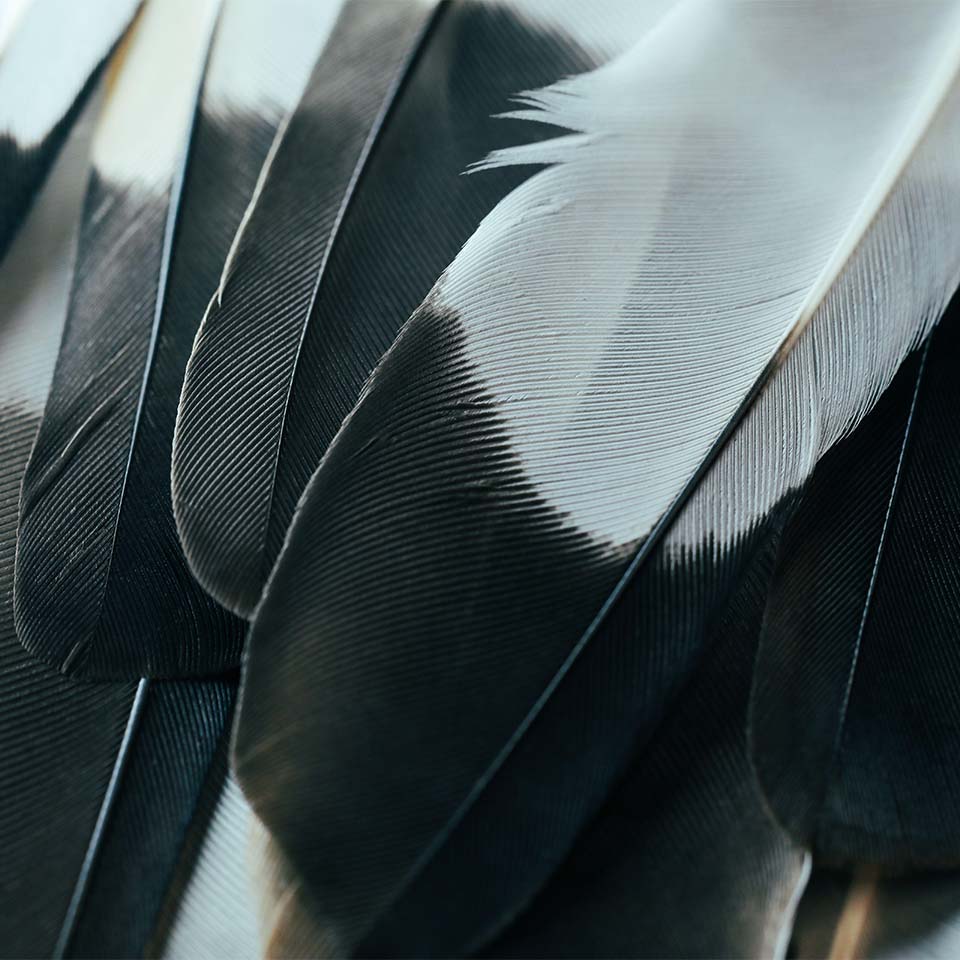 Eleganti piume scure di uccello, moderne in bianco e nero, con motivi astratti a linee senza soluzione di continuità, creano un concept di immagine di sfondo naturale.