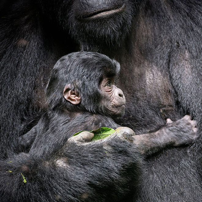 Gorilla di montagna, Uganda.