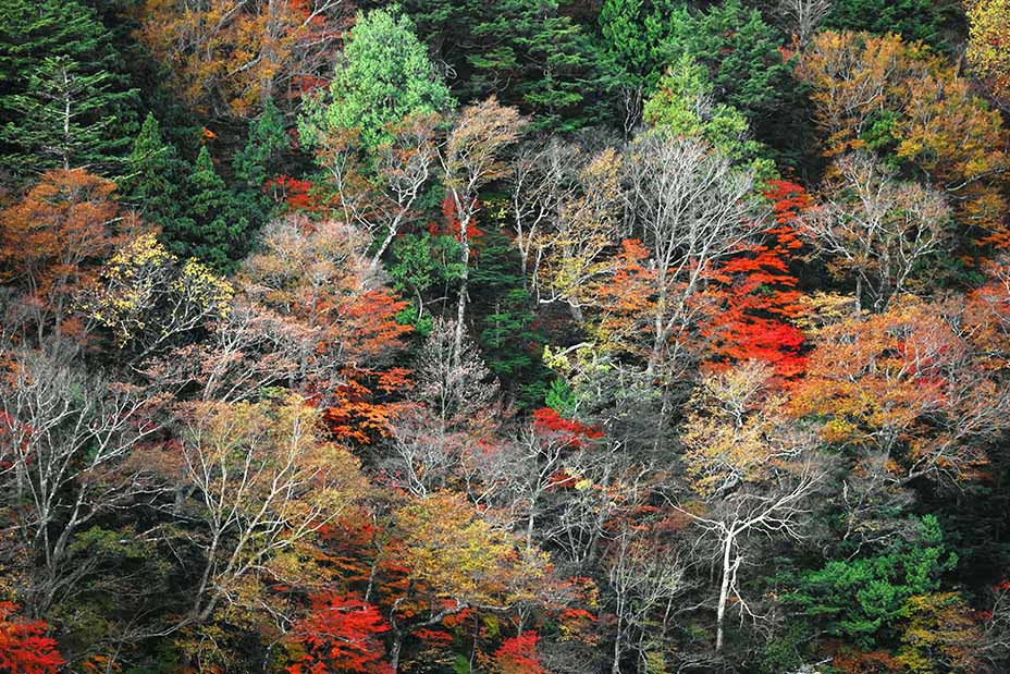 Autumn leaves in Japan, scenery of mountains in Nikko. 