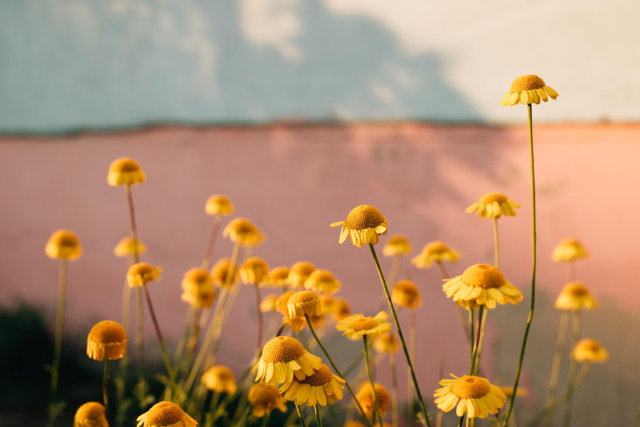 A bunch of yellow daisy flowers against a wall