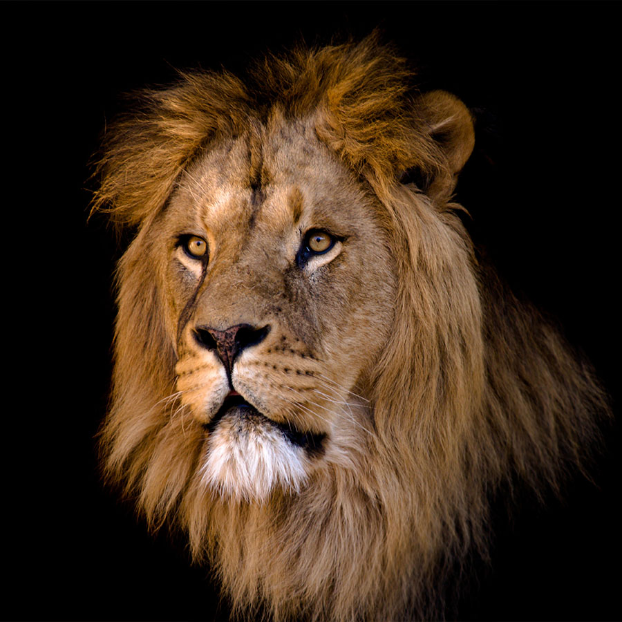 Porträt eines großen afrikanischen Löwenmännchens