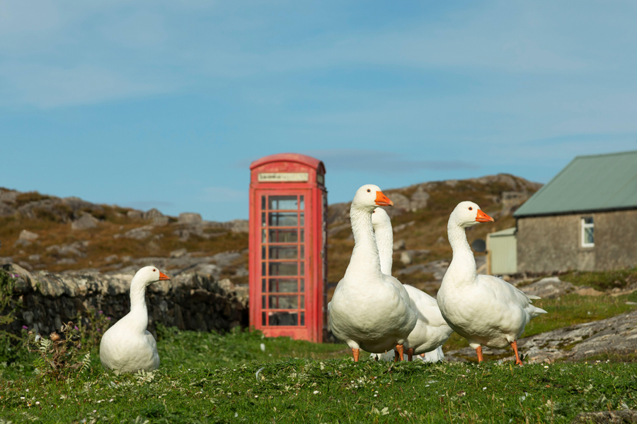 Geese and phone Box, Isle of Harris, Outer Hebrides, Scotland