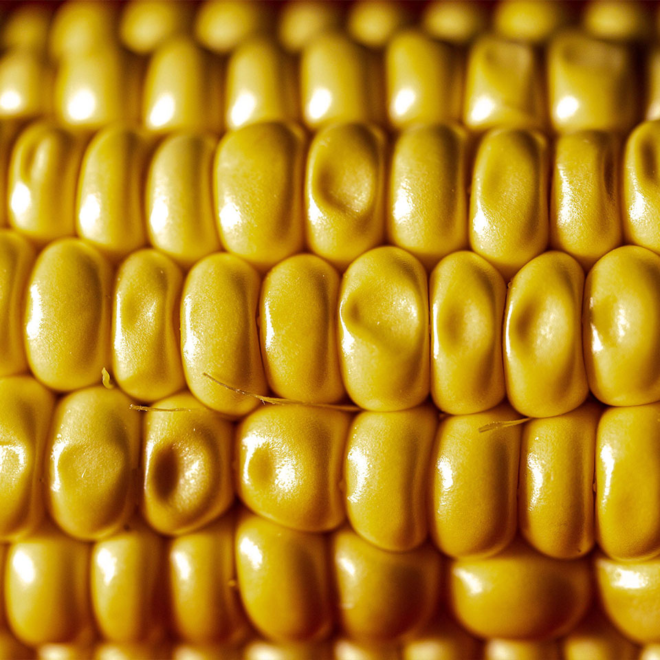 corn grains close up. Yellow ripe corn.
