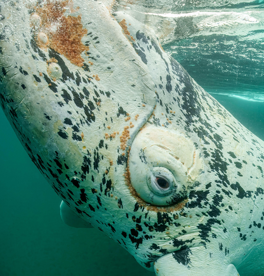 Southern Right Whale, (Eubalaena australis), portrait of white young calf witn Parasitic crustaceans named cyamids or whale lice, Cyamus ovalis.