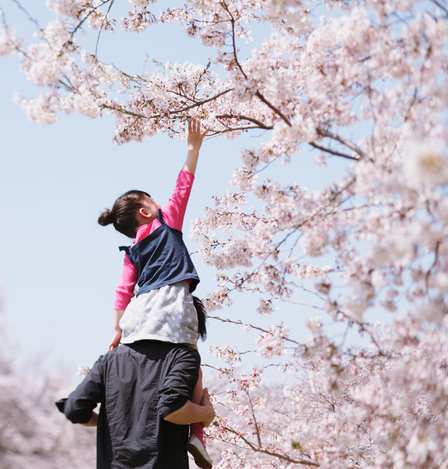 Father carrying his young daughter on his shoulders between cherry trees, the daughter is reaching up high to touch the flower blossoms