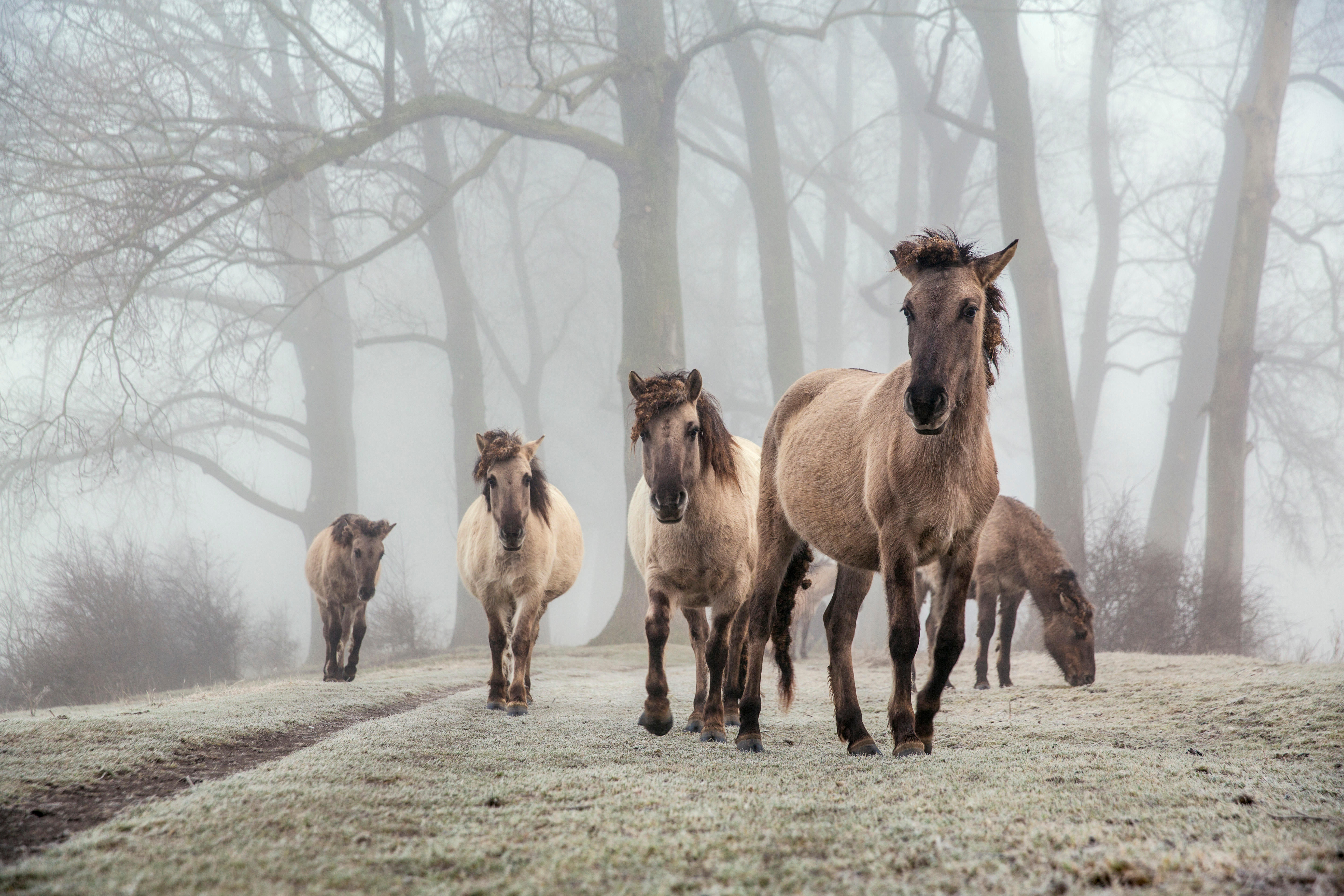 Netherlands, Ooij, Ooijpolder, Nature Reserve Gelderse Poort. Area called Bisonbaai. Winter. Konik horses