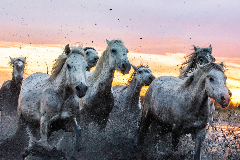 White horses galloping, Camargue wetlands, France