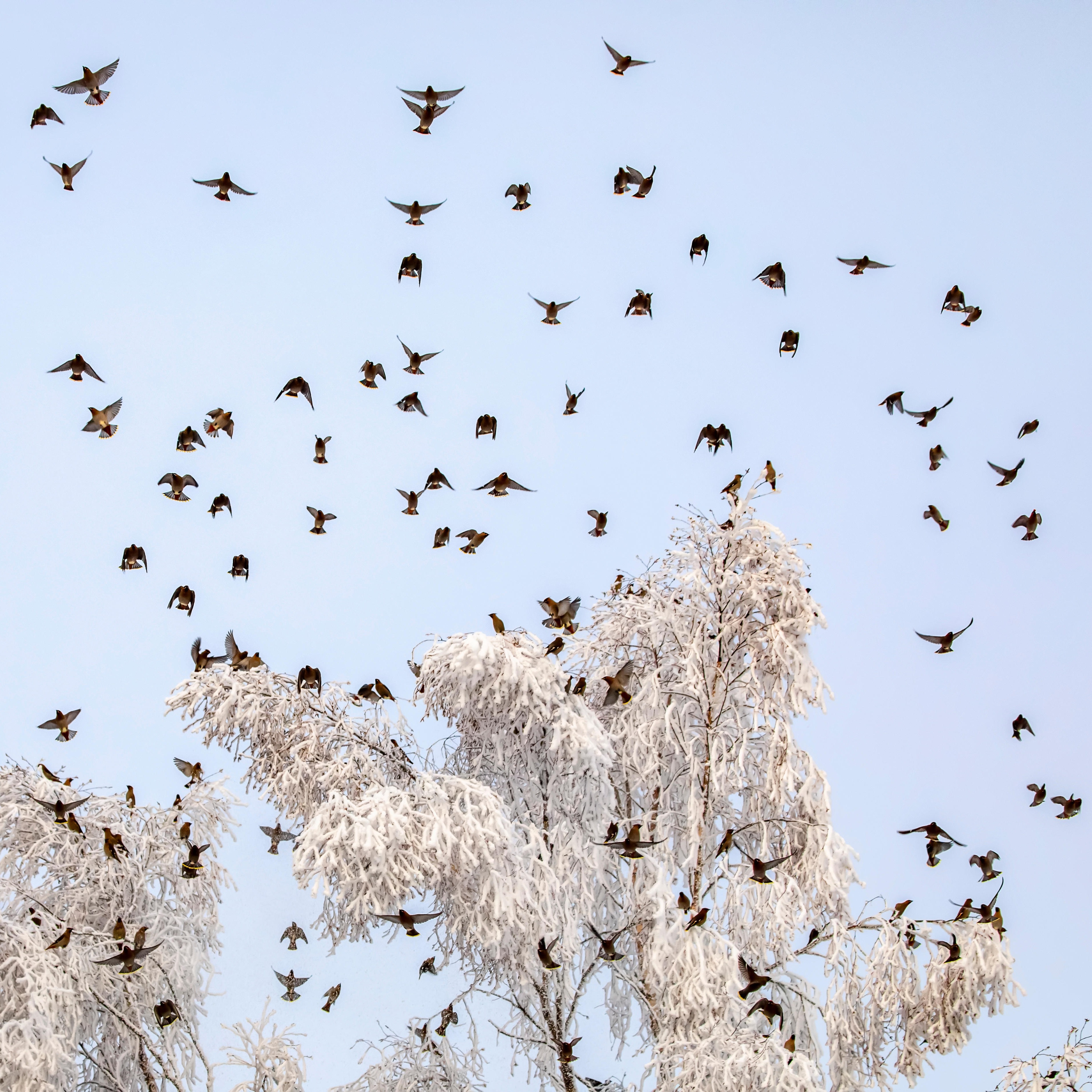 Flock of Bohemian waxwings (Bombycilla garrulus) flying over frosty trees in a blue sky