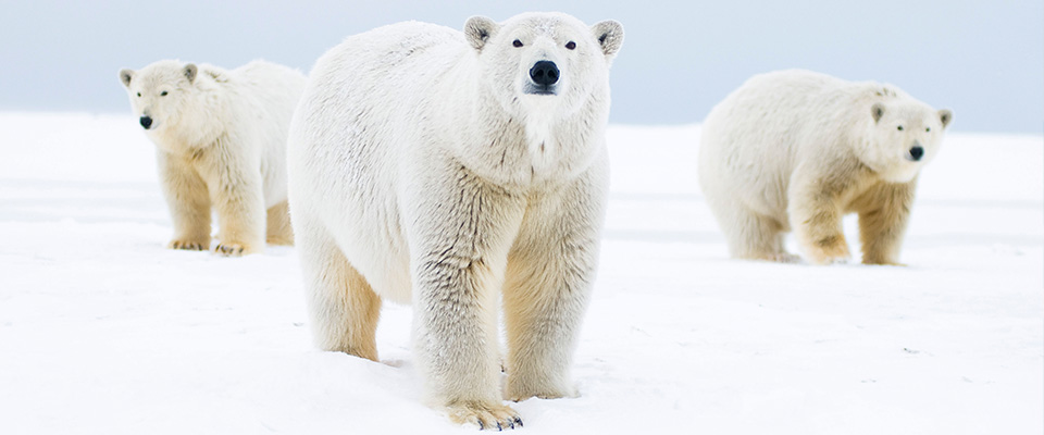 Ours polaires Ursus maritimus : ourse avec une paire de oursons sur une île barrière pendant le gel d'automne à Bernard Spit, sur la côte nord de l'Arctique en Alaska.