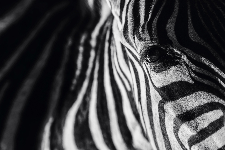 Ein Wildzebra, fotografiert in seinem natürlichen Lebensraum, den Savannen Ostafrikas