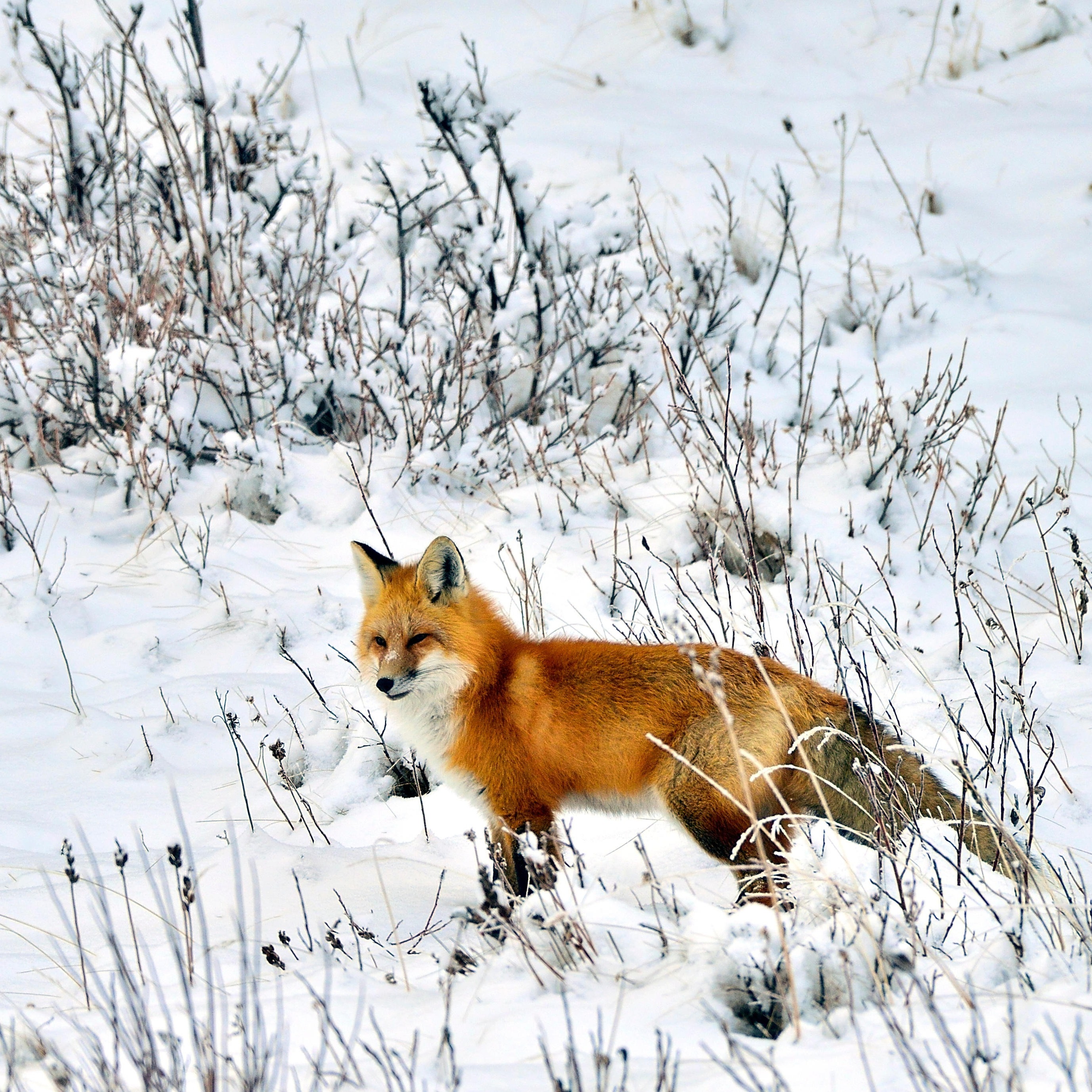 A red fox 'Vulpes vulpes'; out hunting in the winter snow in Alberta Canada