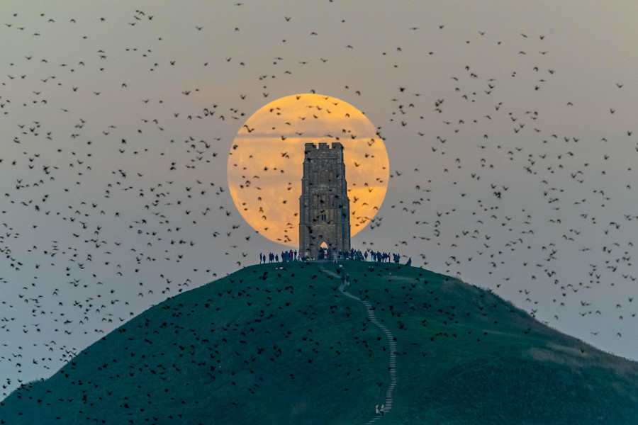 Starlings fill the sky as the full Beaver Moon rises up in to the clear evening sky from behind St Michael’s Tower on Glastonbury Tor in Somerset as a crowd of people gather on top of the hill to watch