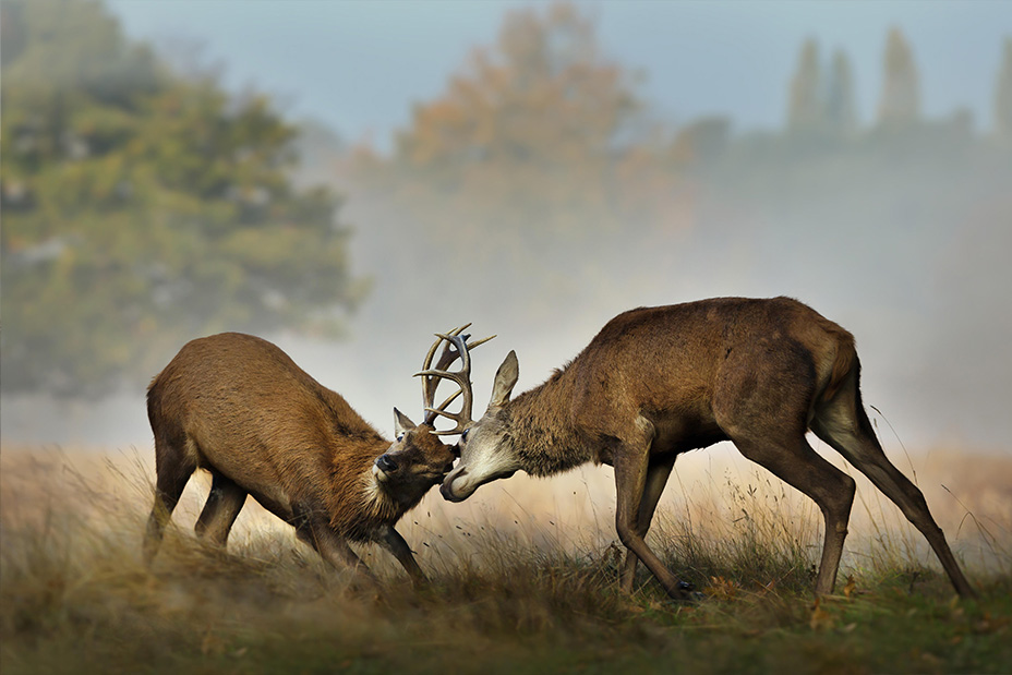 Close up of deer fighting during rutting season on a misty autumn morning.