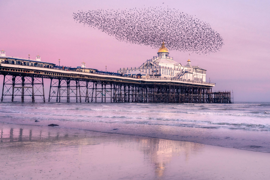 Eastbourne pier murmuration