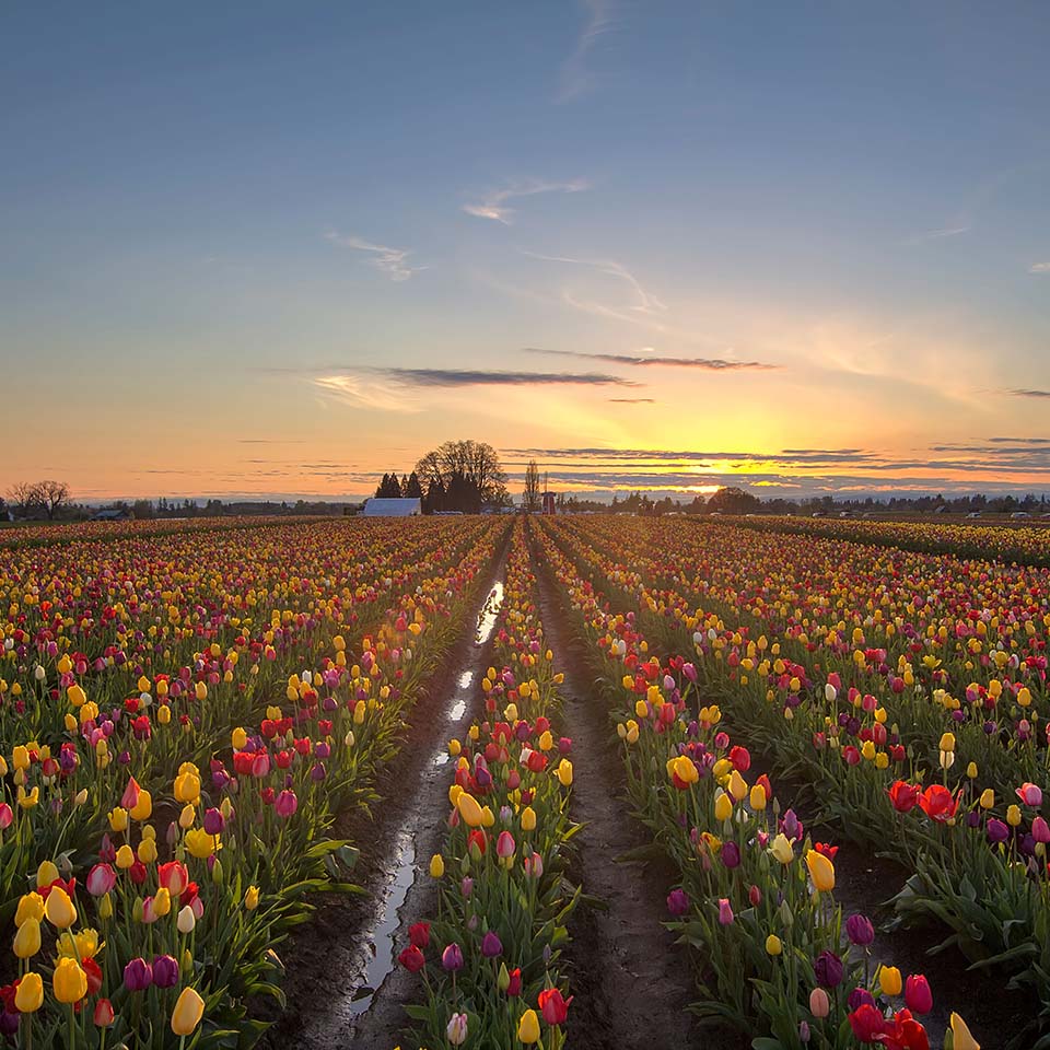 DY7C4J – Blühende Tulpen im Frühling auf einem Tulpenfeld bei Sonnenuntergang