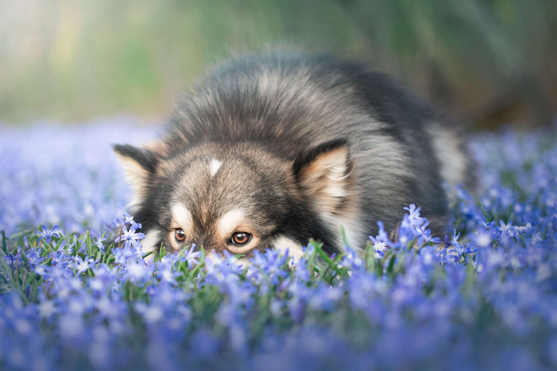 Portrait of a Finnish Lapphund dog outdoors among blue flowers in spring season - Image ID: 2JCPFYG
