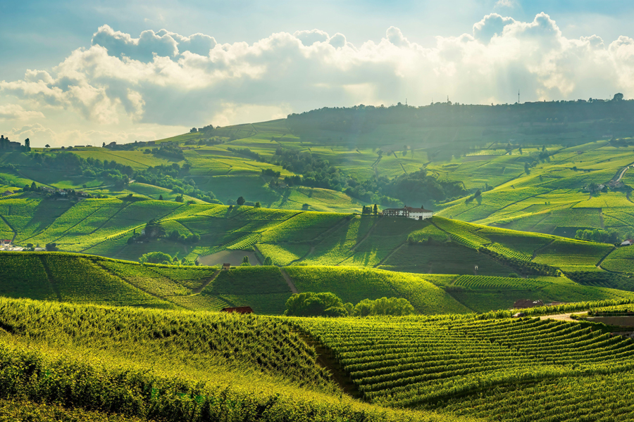 Vista sui vigneti delle Langhe vicino ai paesi del Barolo. Patrimonio dell'umanità Unesco, Piemonte. Italia, Europa