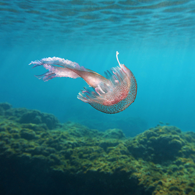 Vita marina sottomarina medusa mauve stinger Pelagia Noctiluca nel Mar Mediterraneo, Costa Azzurra, Francia."