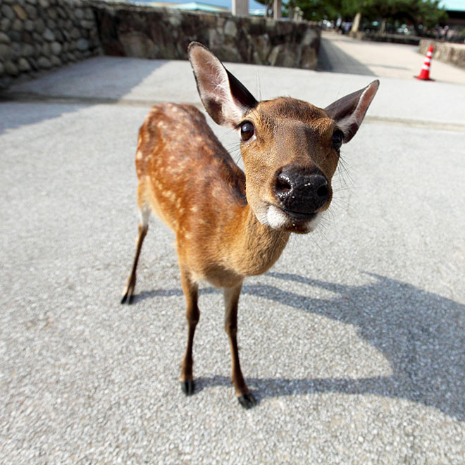 Ein Reh steht auf der Straße auf der Insel Miyajima. Städtische Tierwelt in Japan.