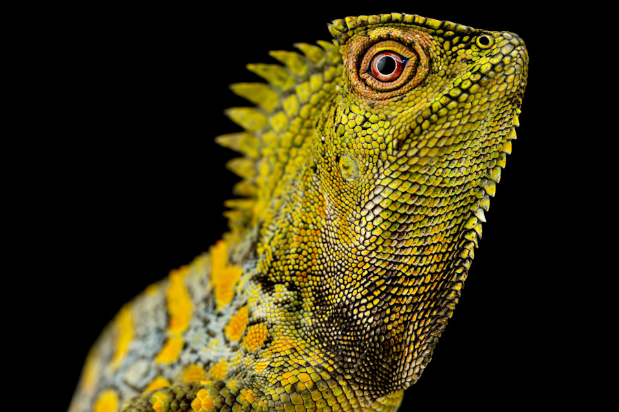 Chameleon Agama male (Gonocephalus chamaeleontinus)