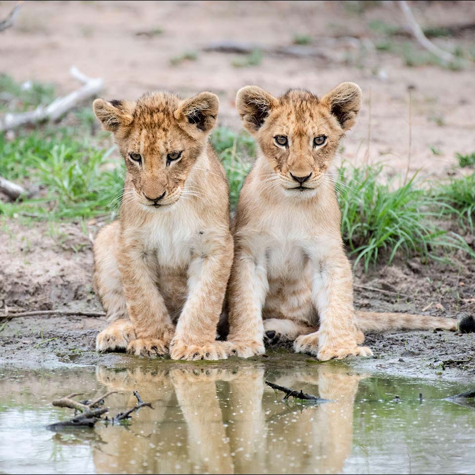 2C4BJKM – Zwei Löwenjunge, Panthera leo, sitzen gemeinsam am Rande eines Wasserlochs und spiegeln sich im Wasser