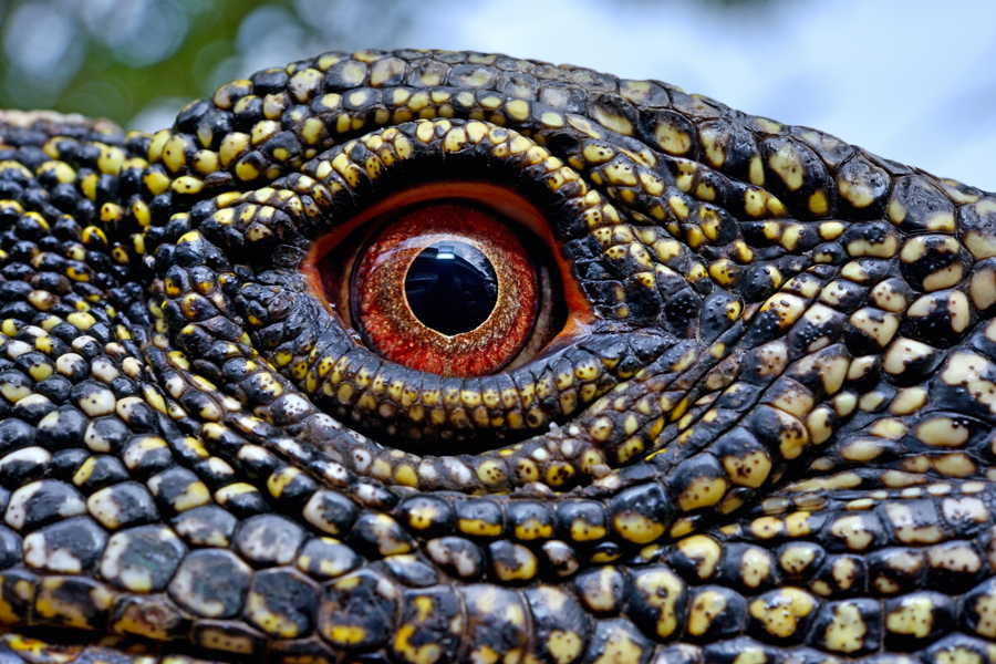 Primo piano dell'occhio del varano coccodrillo (Varanus salvadorii)